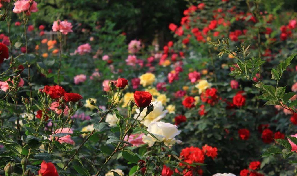 月季为什么光长叶不开花,做好这5点月季开花不再难