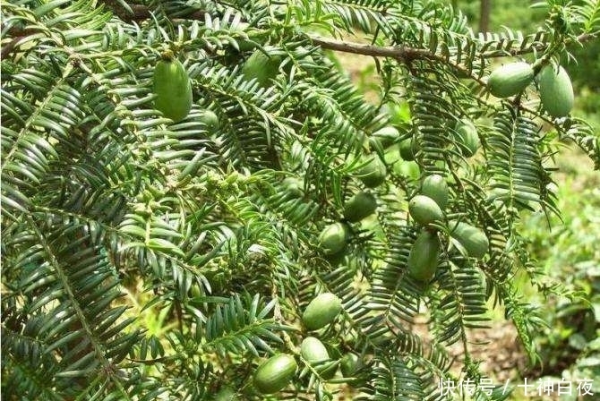 中国的“碧根果”,果子要三年才能成熟,你见过吗?