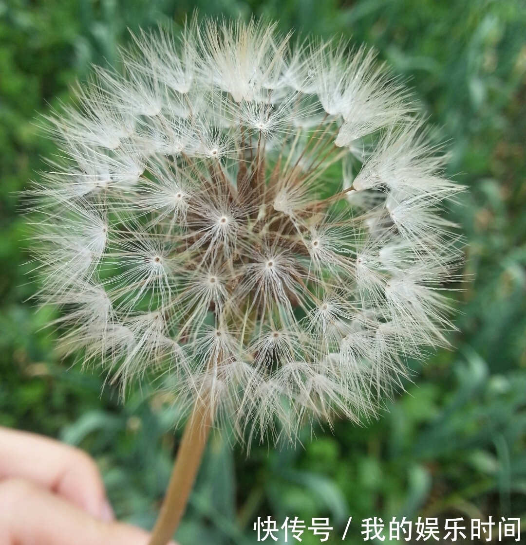 烦恼|提醒:路边看到此野草,一定要摘回家,解决大多数人的烦恼!