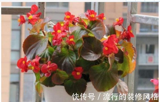 垃圾|别再买花肥了，用生活垃圾来养花，既省钱又实用！