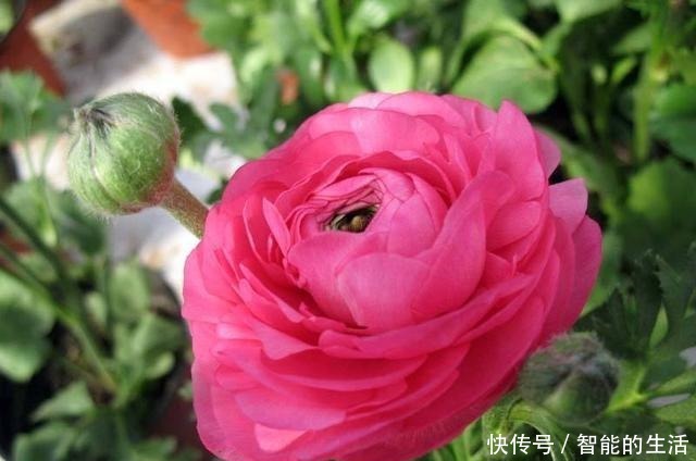 除了蟹爪兰,你可以养“芹菜”,开出牡丹花,花苞色泽艳丽又大朵!