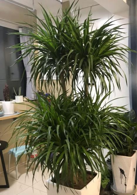 龙血树就要“惯”着养，满足“小爱好”，10年不烂叶，茂密油绿