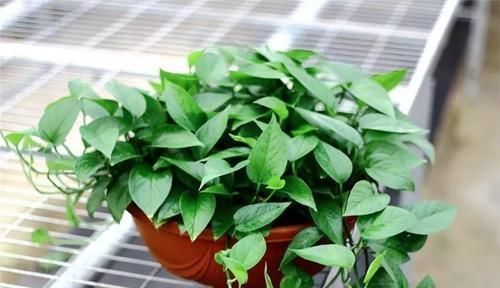 绿萝|最厉害的养花营养液：给绿萝喝一勺，叶比巴掌大，一窜2米高
