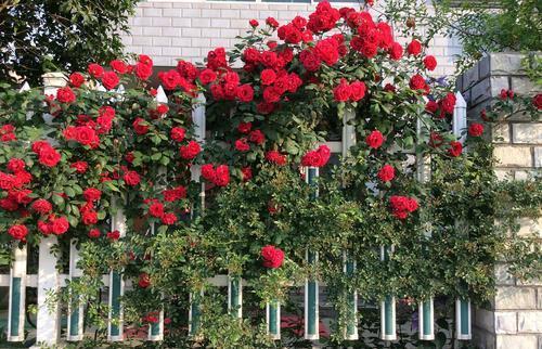 盘点“6种”藤本月季,观赏价值十分高,值得养一盆在家中