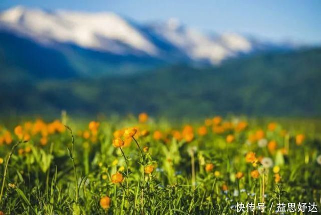 伊犁哈萨克自治州|新疆最美的草原，景色好看的一塌糊涂你去过几个