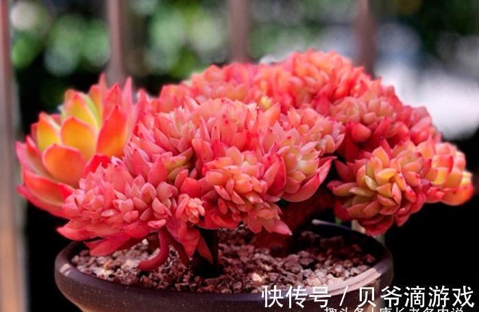 多肉|刚入坑的新手,不要错过这6款多肉,好养不说,冬天还能轻松变美