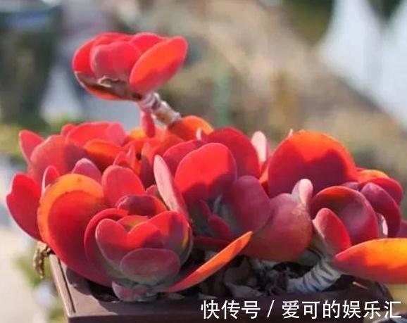 伤口|多肉唐印不多爆芽怎么办,一篇文章告诉你