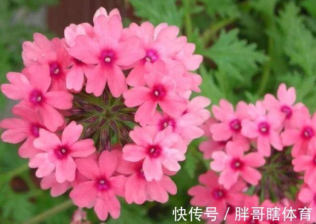 花卉|农历十一月大雪过后,养什么花?家里养3种花,百业兴旺红红火火