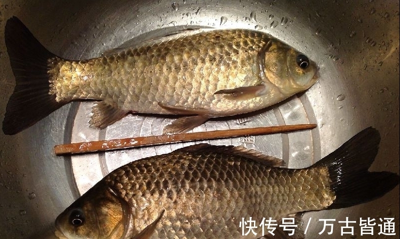 小可钓白条,大可钓青鱼,抖灰面,性价比就是这么高