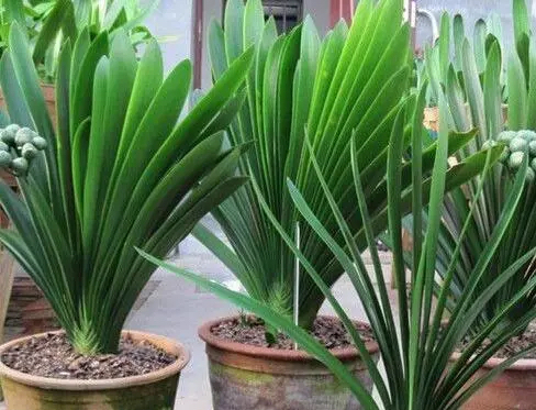 养花|人见人烦的“东西”，却是养花“宝贝”，养啥旺啥，土壤肥沃疏松