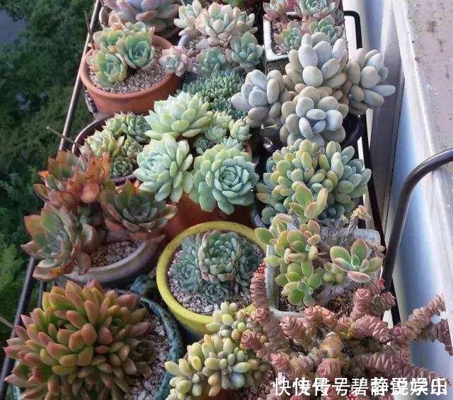 张大妈家的“多肉”又爆盆了,给看得“眼红”了