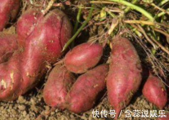 红薯容易放坏该怎么保存，老农教你3个方法，简单又实用