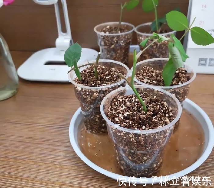 月季扦插难，“撞墙2.0扦插法”，1月生根，就问你盆够不够