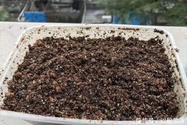 6月，最适合扦插的花，一插就活，大白根冒疯了