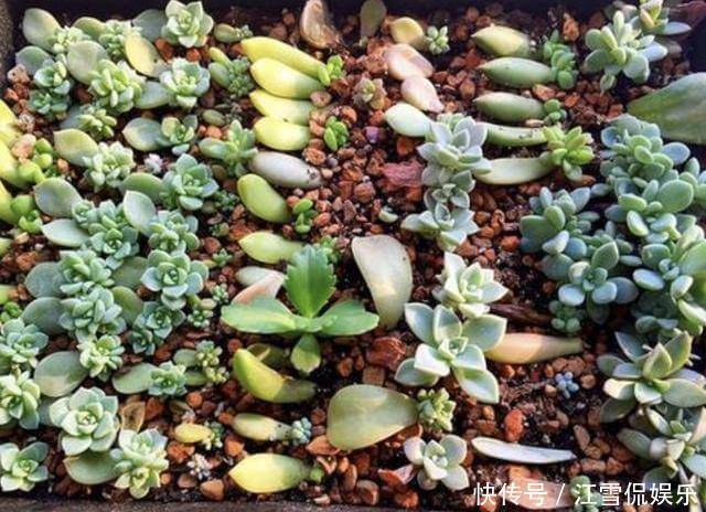 叶插|多肉叶插“不麻烦”,将“4个步骤”处理好,8天生根,冒出小苗!