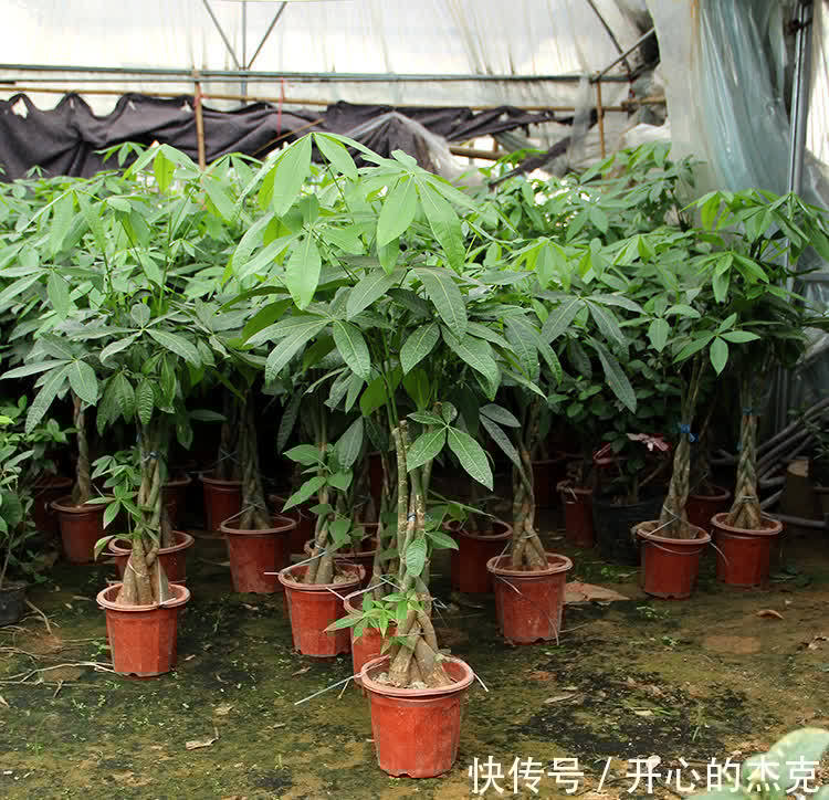 这些漂亮花要“控制”养,勤快人容易养成“秃子”,懒人养的棒