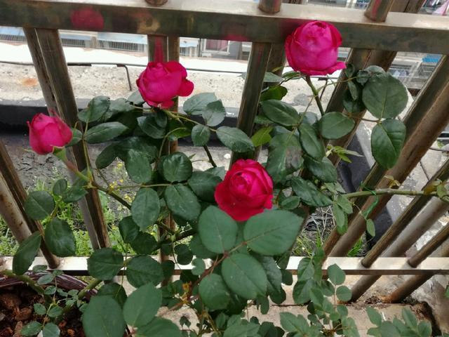 同样地栽的月季红龙和粉龙,红龙长盲枝不开花,而粉龙开花咋回事