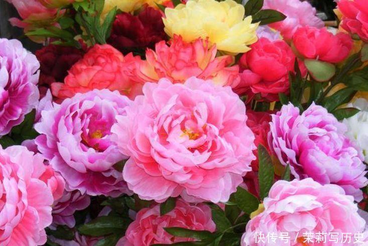 家养几款花卉,便宜又好养,花儿轻松开爆盆,养在阳台超美的