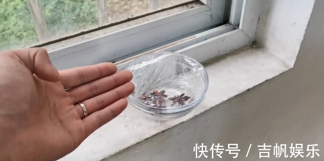 白醋里放几粒八角泡一泡,解决了家家户户的难题,真实用学学吧!