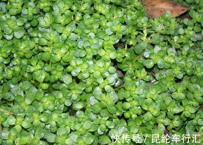 野花野草|农村几种野菜，切记不要连根拔，只摘叶子吃就好，当今价值太珍贵