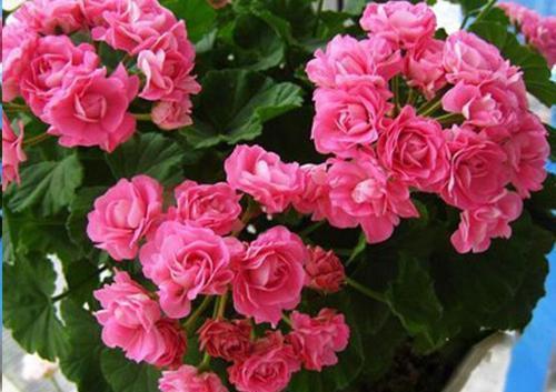 如何判断花卉缺水？教你一个小技巧，浇花不黄叶不烂根！