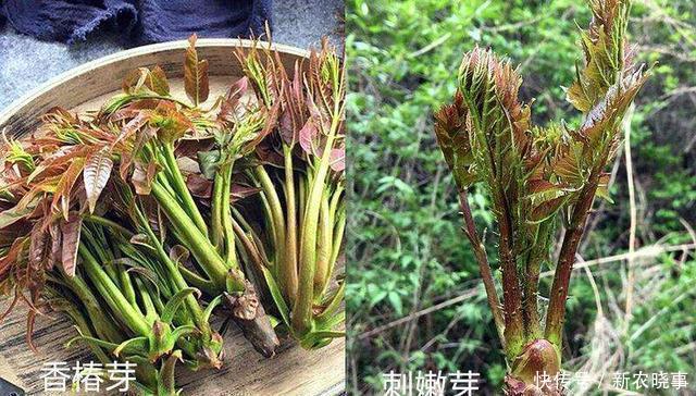 雙胞胎|農(nóng)村5對(duì)“雙胞胎野菜”,城里人傻傻分不清,第5對(duì)農(nóng)村人也搞混