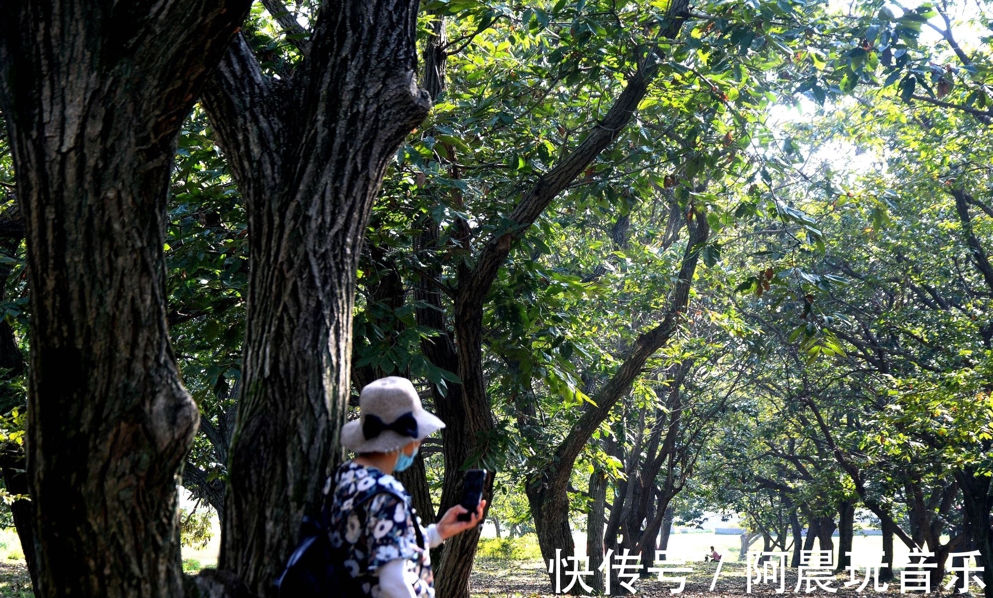 古栗林|沭阳这一大片林子，树大景色美，是秋游散心好地方