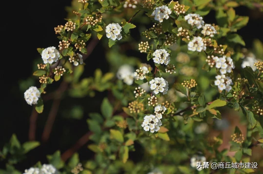 商丘市日月湖景区：春日红枫无限好 赏枫何须待秋时