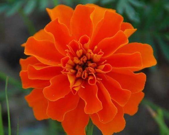 家养孔雀草,温度“不冷不热”,花芽冒出枝,花开一大片