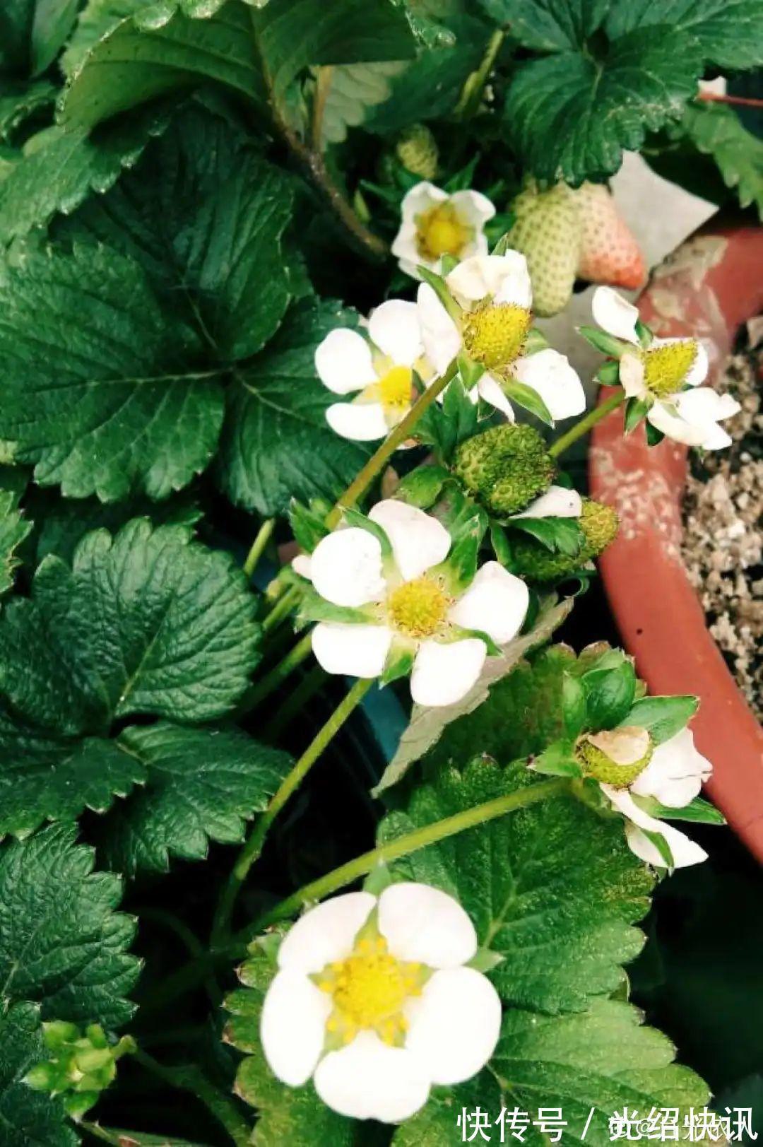 大粗杆插土里，7天生根，当年结果压弯枝，不用买水果了！