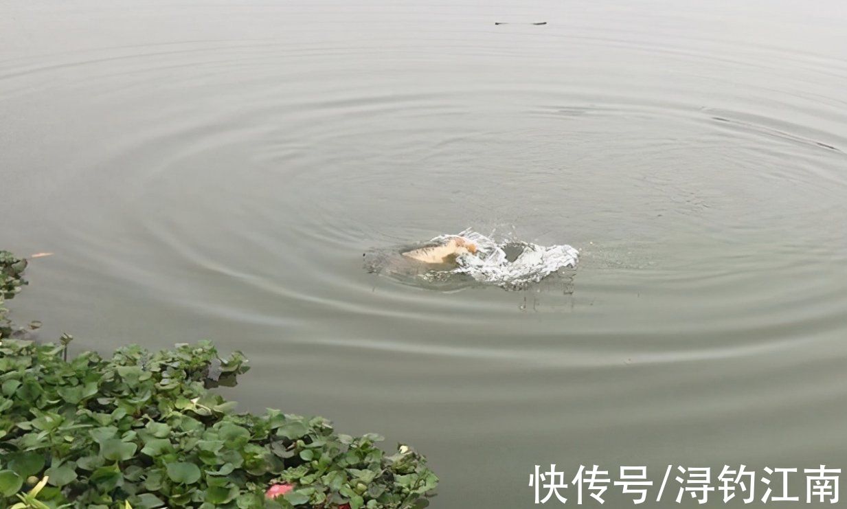 钓边|都说秋季要钓边，可“秋钓边”真正含义您未必知晓，这几点莫忽视