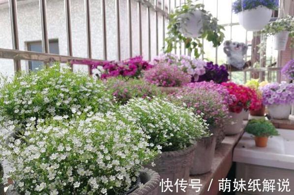 养花坏习惯''害了''家里的盆栽摆脱4个臭毛病,个个越长越旺