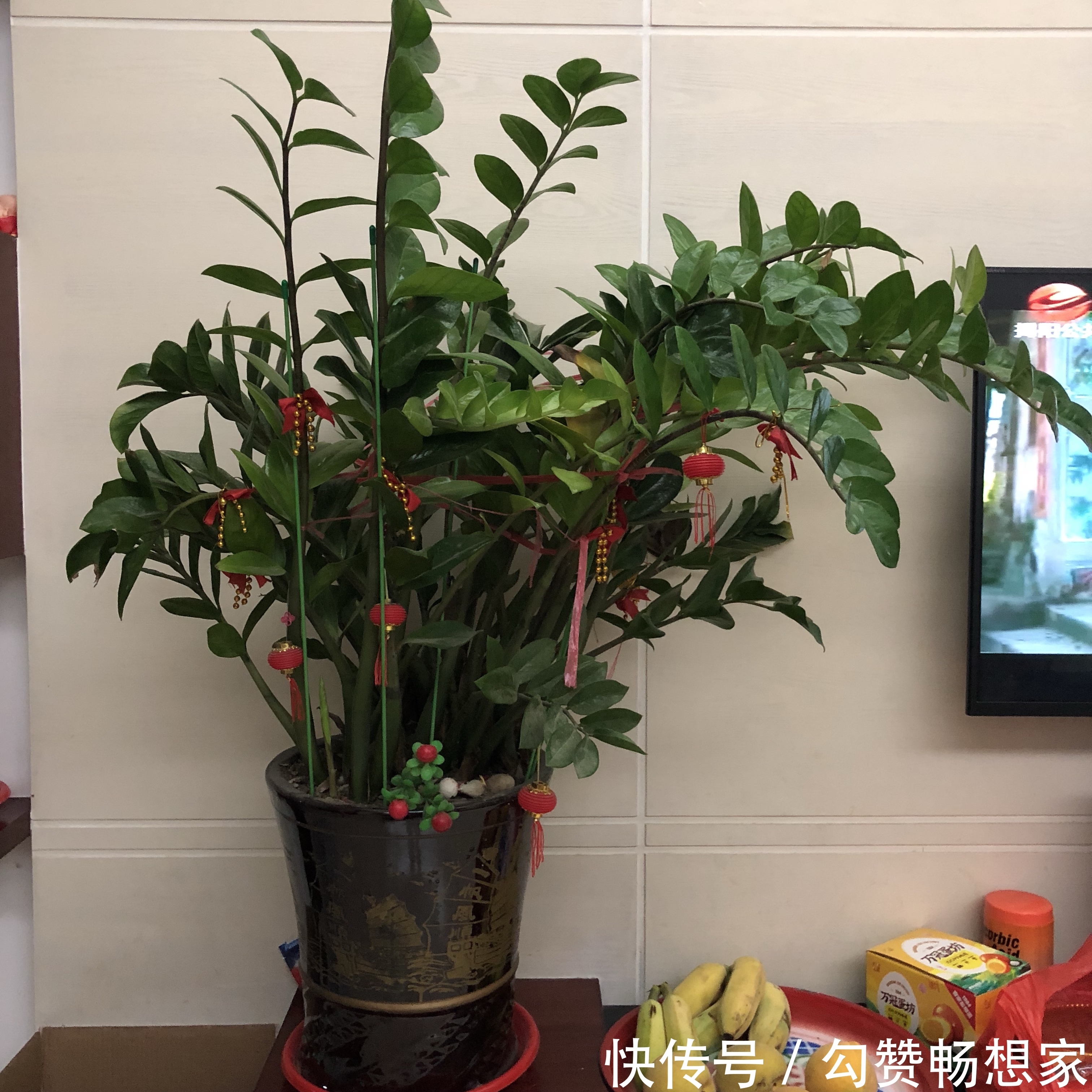 买回来的金钱树不要急着分盆,做不到4点,多走很多冤枉路