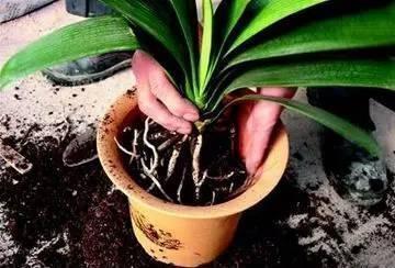 什么淘米水、柳树枝,都不如花盆撒把它,君子兰“打鸡血”猛开花