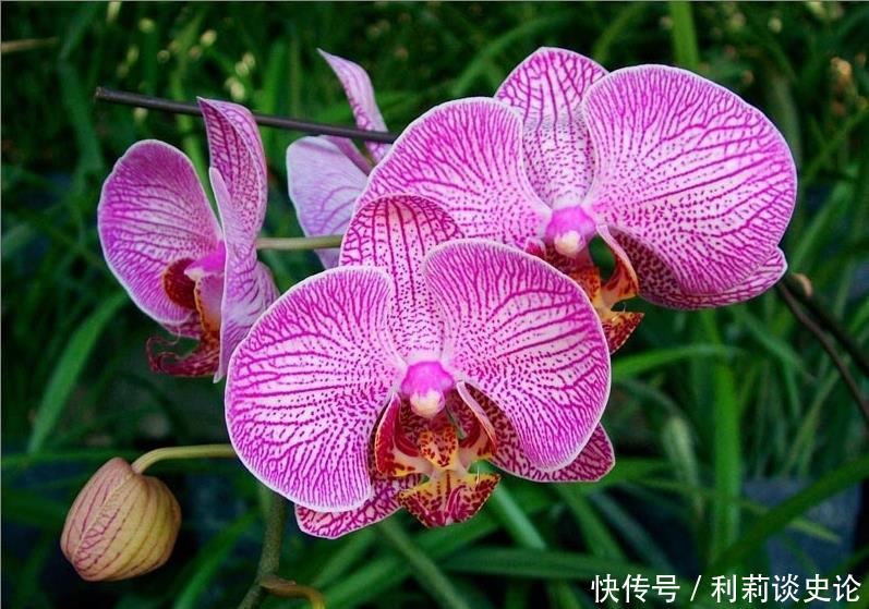 4种花,清新又自然,花色鲜艳漂亮,花期超长,养在家里美极了