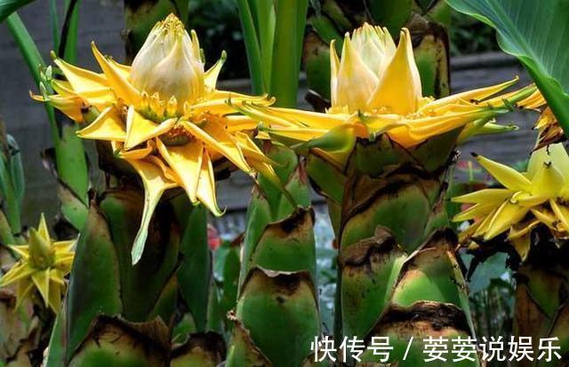 满枝|花期超长的10种花，种一盆一整年都花开满枝！