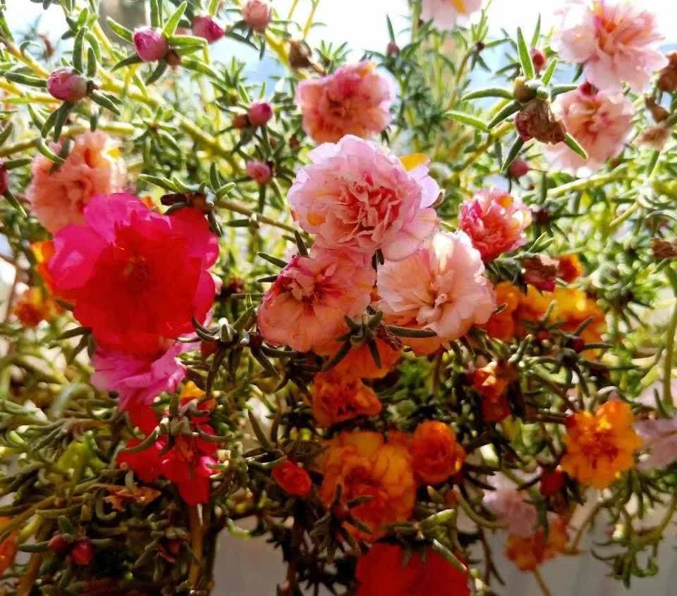 养3种简单的花,便宜好看,一开一大片,家里变得越来越美