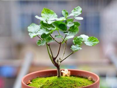茉莉为什么养不好养护时注意5点,让茉莉叶茂根壮花爆盆