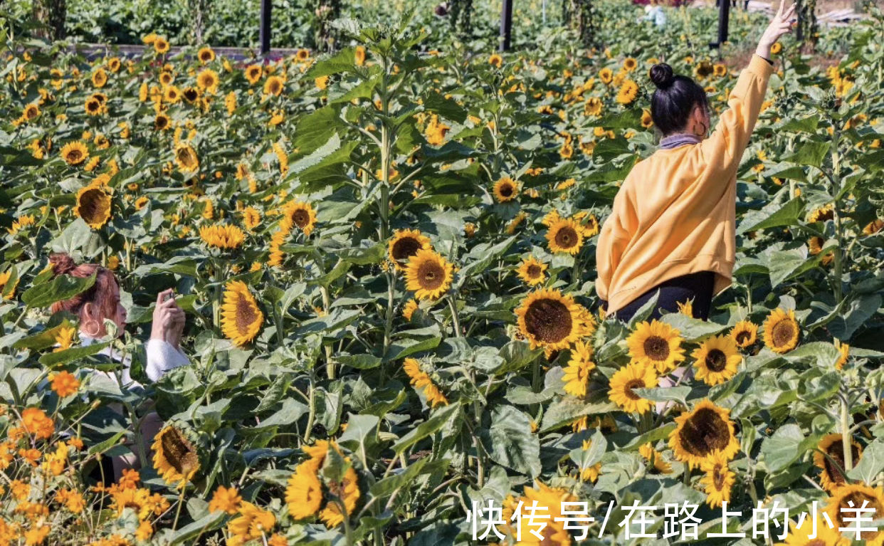 北海|三亚进入旺季后消费飞涨，不如换个选择去这三座温暖的城市过冬天