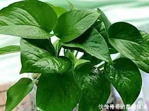 绿油油|想要绿萝不黄叶不烂根就得这样养,不仅不黄叶,还能常年绿油油
