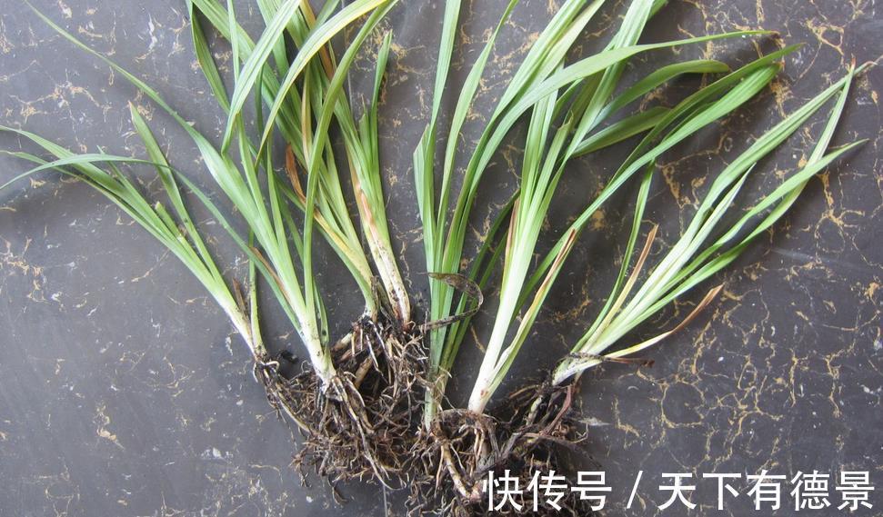 植株|从买花到养花,该如何实践落实“养花先养根”的俗语?