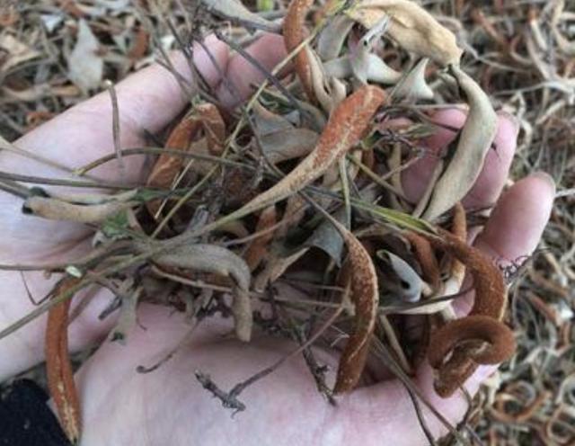 在湿润的岩石上,看到1种“石苇”,请珍惜,并不是野草,珍贵!