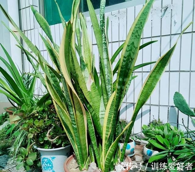 这3种花没必要花钱买,邻居家摘几片叶子,插在土里就冒根!