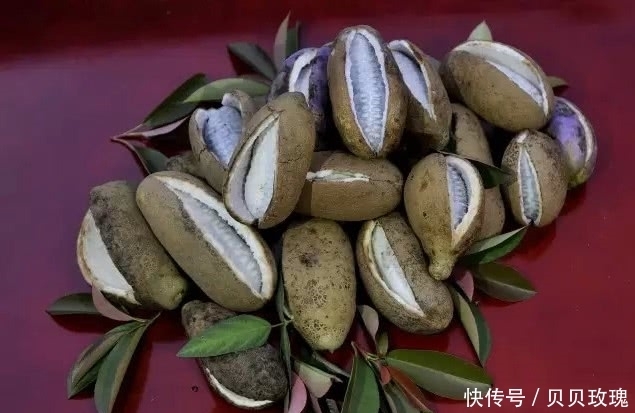 农村|“野味”很多人都见过，9月份成熟，但吃过的不超过一成