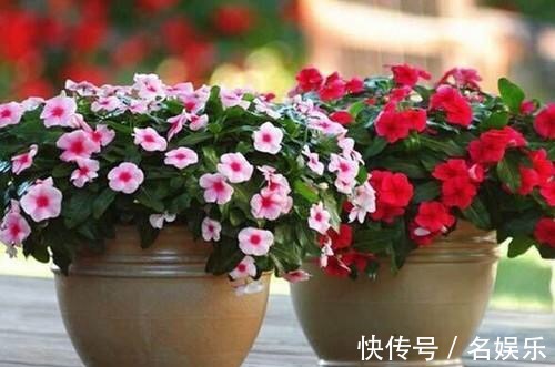 万能肥|没人要的“小东西”,却是养花的“万能肥”,营养还透气!