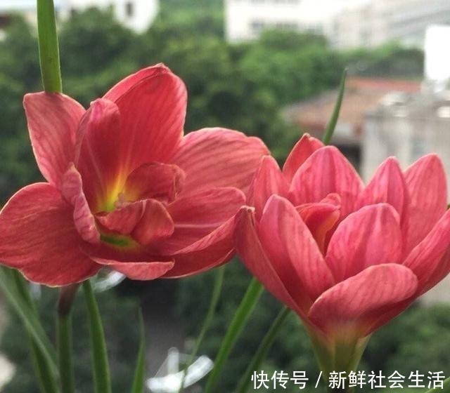 花石榴|4种花,不怕炎热不怕“寒冷”,真的好养又漂亮,谁都能养爆盆!