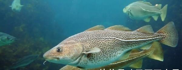 这种鱼种肉质鲜嫩,营养价值与600元一斤的价格配得上!