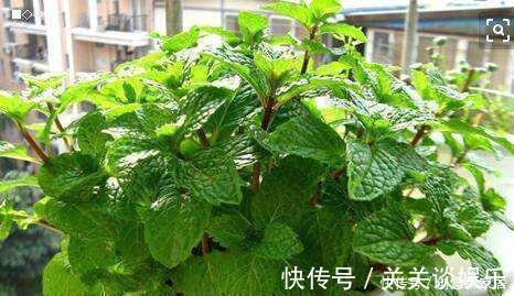 招财树|不管你养不养花,3种花,总要养1盆,能缓解疲劳,还能杀病菌