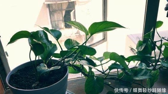 1段绿萝枝,用一个方便袋30天养出20盆绿萝