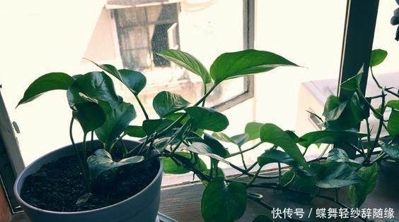 1段绿萝枝，用一个方便袋30天养出20盆绿萝